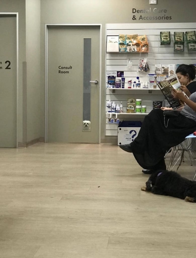 Illustration de l'article : 18 animaux de compagnie pour qui se rendre chez le vétérinaire est un véritable drame