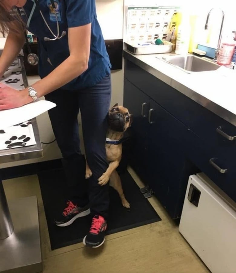 Illustration de l'article : 18 animaux de compagnie pour qui se rendre chez le vétérinaire est un véritable drame