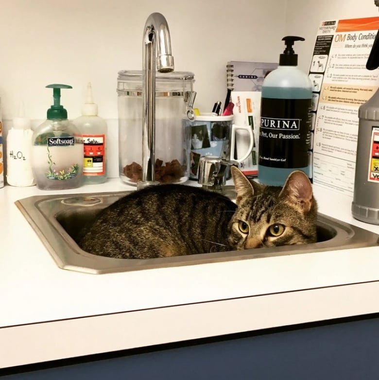 Illustration de l'article : 18 animaux de compagnie pour qui se rendre chez le vétérinaire est un véritable drame