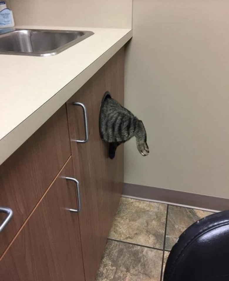 Illustration de l'article : 18 animaux de compagnie pour qui se rendre chez le vétérinaire est un véritable drame