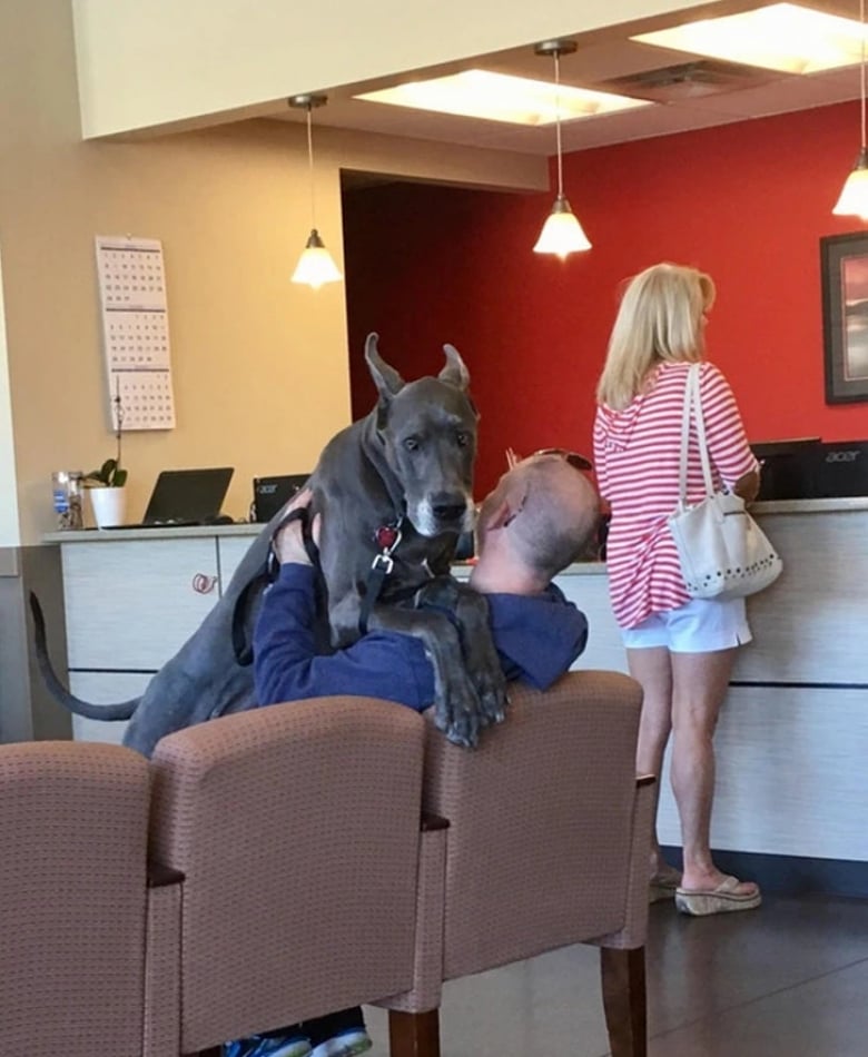 Illustration de l'article : 18 animaux de compagnie pour qui se rendre chez le vétérinaire est un véritable drame