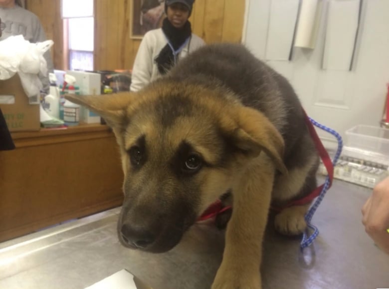 Illustration de l'article : 18 animaux de compagnie pour qui se rendre chez le vétérinaire est un véritable drame