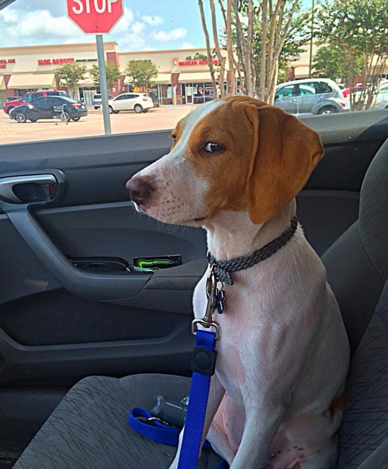 Illustration de l'article : 18 animaux de compagnie pour qui se rendre chez le vétérinaire est un véritable drame