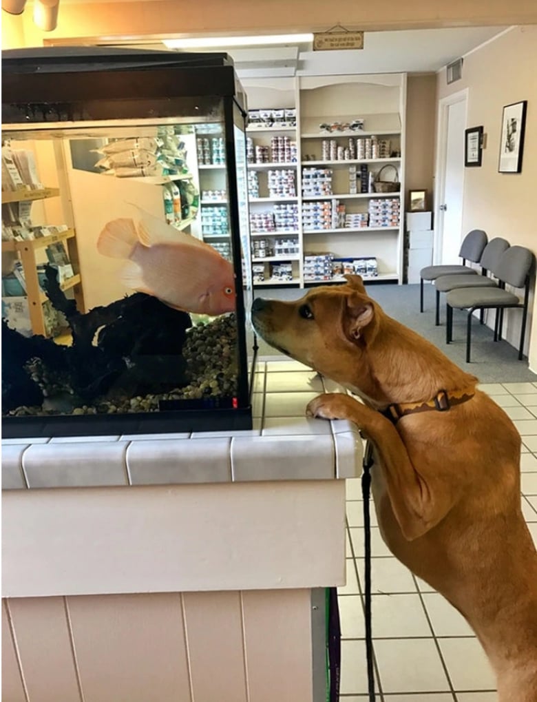 Illustration de l'article : 18 animaux de compagnie pour qui se rendre chez le vétérinaire est un véritable drame