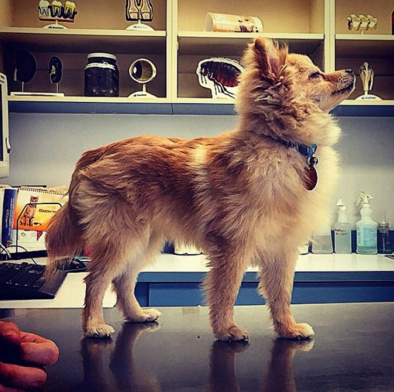 Illustration de l'article : 18 animaux de compagnie pour qui se rendre chez le vétérinaire est un véritable drame