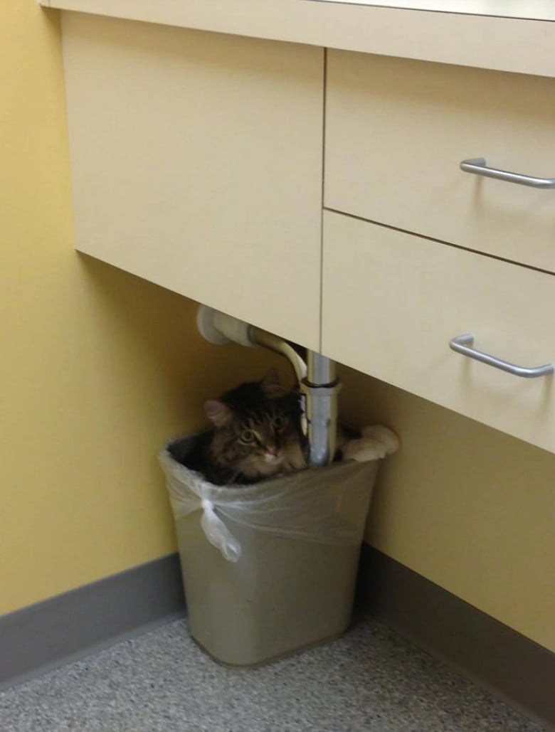 Illustration de l'article : 18 animaux de compagnie pour qui se rendre chez le vétérinaire est un véritable drame