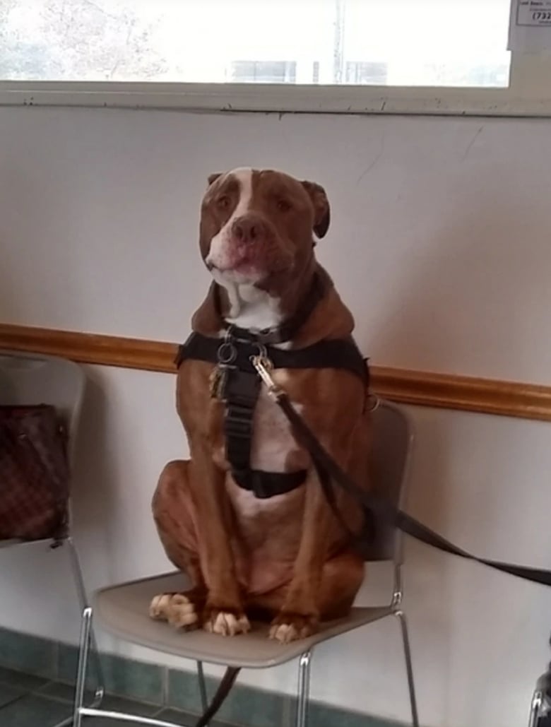 Illustration de l'article : 18 animaux de compagnie pour qui se rendre chez le vétérinaire est un véritable drame