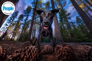 Illustration de l'article : Wheelber, un chien à mobilité réduite, pose en pleine nature dans une séance photo professionnelle pour attirer son futur foyer