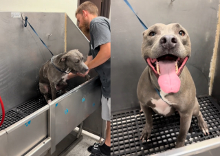 Illustration de l'article : Ce toiletteur qui murmure à l'oreille des chiens explique sa méthode pour calmer les animaux les plus récalcitrants lors du bain