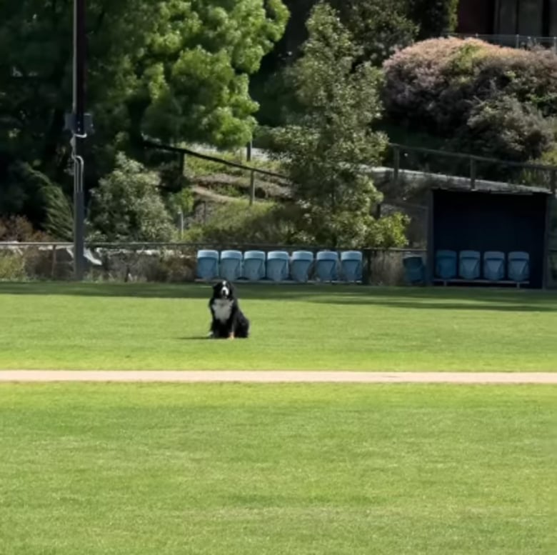 Illustration de l'article : Son Bouvier Bernois ne voulant pas rentrer à la maison, elle adopte un stratagème pour le faire monter en voiture (vidéo)
