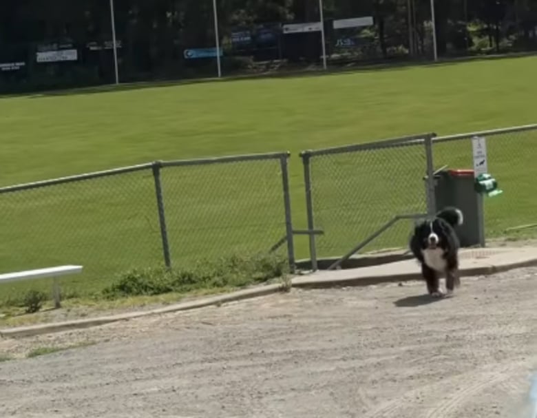 Illustration de l'article : Son Bouvier Bernois ne voulant pas rentrer à la maison, elle adopte un stratagème pour le faire monter en voiture (vidéo)