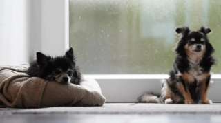 Illustration de l'article : Plus de 70 chiens saisis dans un élevage illégal après les plaintes de voisins incommodés par les nuisances sonores et olfactives