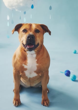 Illustration de l'article : Sauvée d'une vie de misère, cette chienne passionnée de peluches rêve depuis 3 ans d'être aimée par la famille idéale