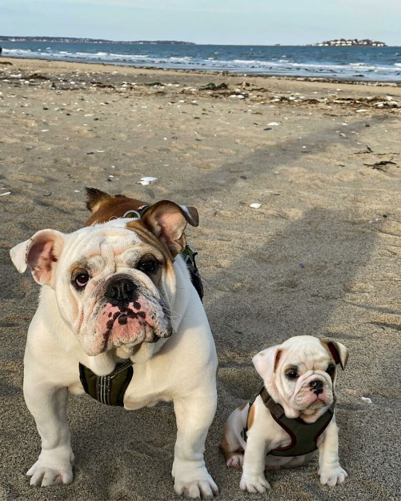 Illustration de l'article : 14 photos qui ont été retouchées de façon à mettre en scène un même chien à 2 âges différents