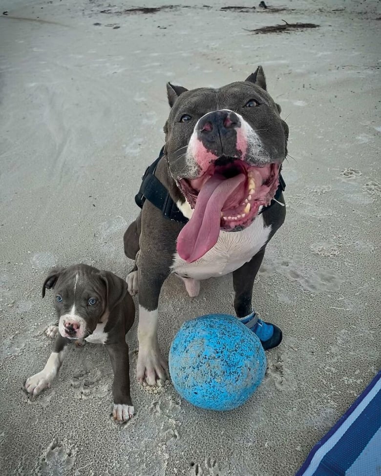 Illustration de l'article : 14 photos qui ont été retouchées de façon à mettre en scène un même chien à 2 âges différents