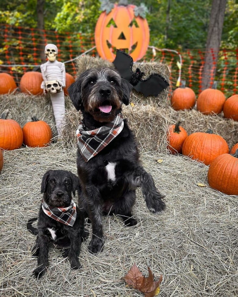 Illustration de l'article : 14 photos qui ont été retouchées de façon à mettre en scène un même chien à 2 âges différents