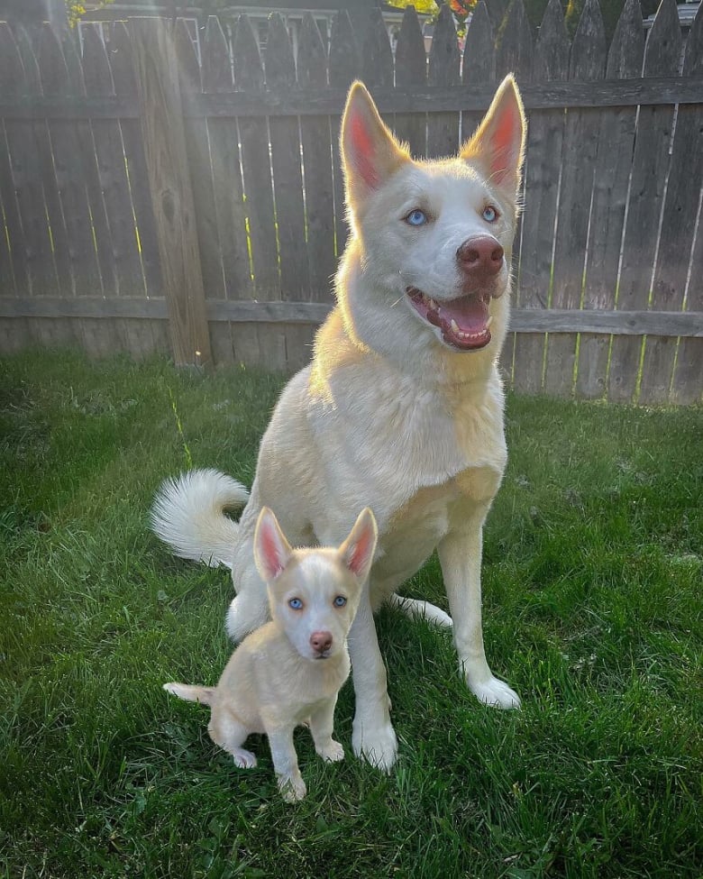 Illustration de l'article : 14 photos qui ont été retouchées de façon à mettre en scène un même chien à 2 âges différents