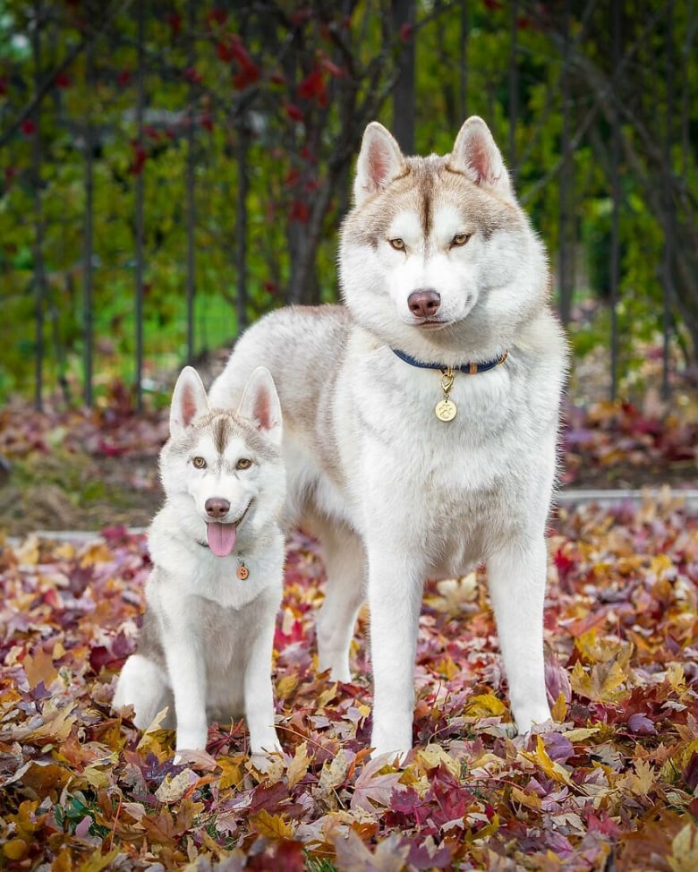 Illustration de l'article : 14 photos qui ont été retouchées de façon à mettre en scène un même chien à 2 âges différents