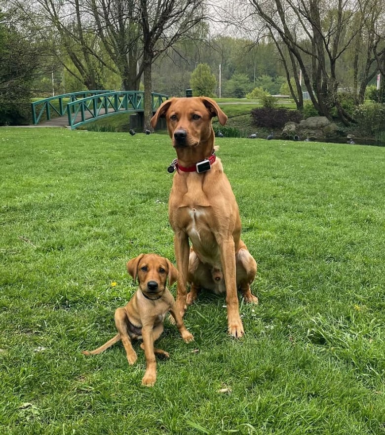 Illustration de l'article : 14 photos qui ont été retouchées de façon à mettre en scène un même chien à 2 âges différents