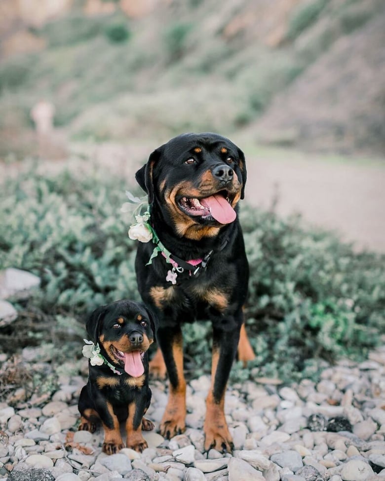 Illustration de l'article : 14 photos qui ont été retouchées de façon à mettre en scène un même chien à 2 âges différents