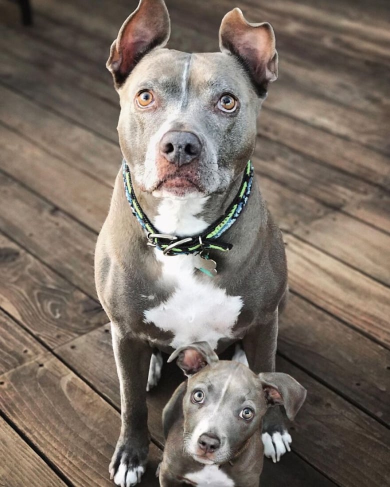 Illustration de l'article : 14 photos qui ont été retouchées de façon à mettre en scène un même chien à 2 âges différents