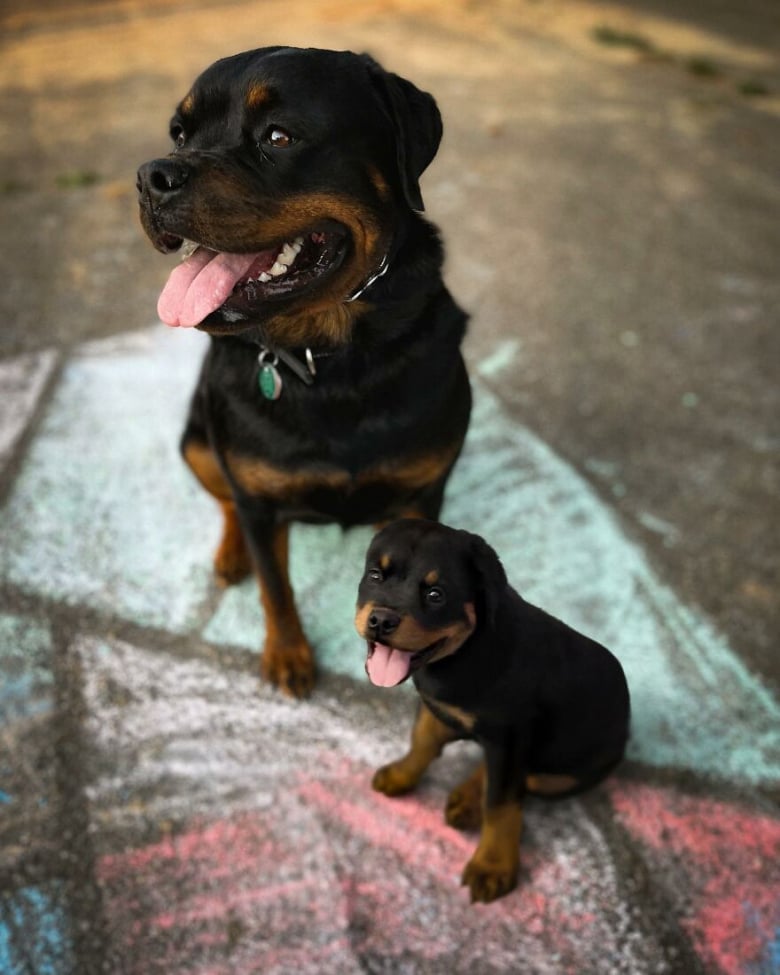 Illustration de l'article : 14 photos qui ont été retouchées de façon à mettre en scène un même chien à 2 âges différents