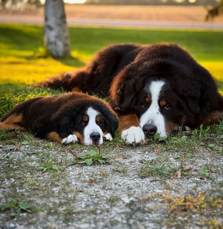 Illustration de l'article : 14 photos qui ont été retouchées de façon à mettre en scène un même chien à 2 âges différents