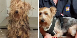 Illustration de l'article : 12 chiens de sauvetage qui ont connu une véritable transformation après le passage chez le toiletteur