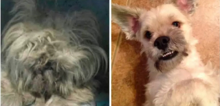 Illustration de l'article : 12 chiens de sauvetage qui ont connu une véritable transformation après le passage chez le toiletteur