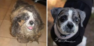Illustration de l'article : 12 chiens de sauvetage qui ont connu une véritable transformation après le passage chez le toiletteur