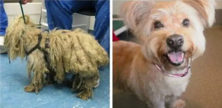 Illustration de l'article : 12 chiens de sauvetage qui ont connu une véritable transformation après le passage chez le toiletteur