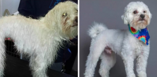 Illustration de l'article : 12 chiens de sauvetage qui ont connu une véritable transformation après le passage chez le toiletteur