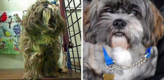 Illustration de l'article : 12 chiens de sauvetage qui ont connu une véritable transformation après le passage chez le toiletteur