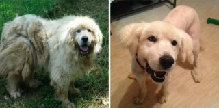 Illustration de l'article : 12 chiens de sauvetage qui ont connu une véritable transformation après le passage chez le toiletteur