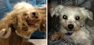 Illustration de l'article : 12 chiens de sauvetage qui ont connu une véritable transformation après le passage chez le toiletteur