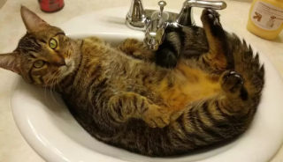 Illustration de l'article : 14 photos de chats qui ont leur propre conception du confort 