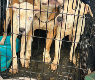 Illustration de l'article : Parce qu’elles se sont soutenues dans les épreuves difficiles, une chienne aveugle et son amie canine cherchent une famille ensemble
