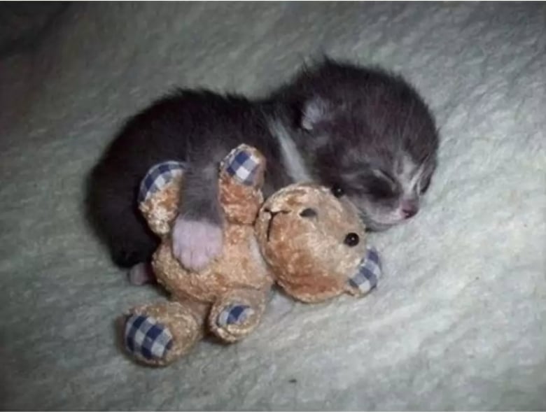 Illustration de l'article : 16 photos dévoilant les évolutions adorables de certains chats