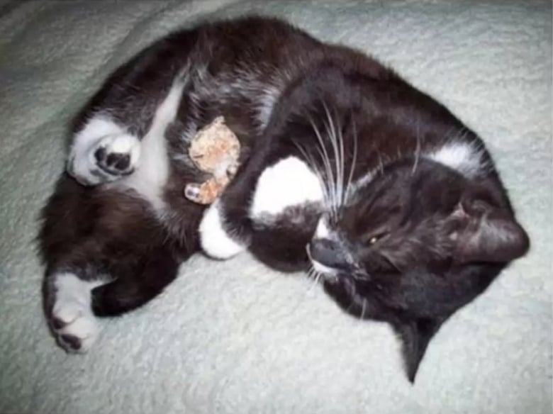 Illustration de l'article : 16 photos dévoilant les évolutions adorables de certains chats