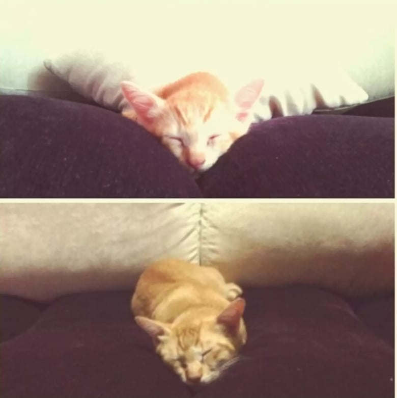 Illustration de l'article : 16 photos dévoilant les évolutions adorables de certains chats