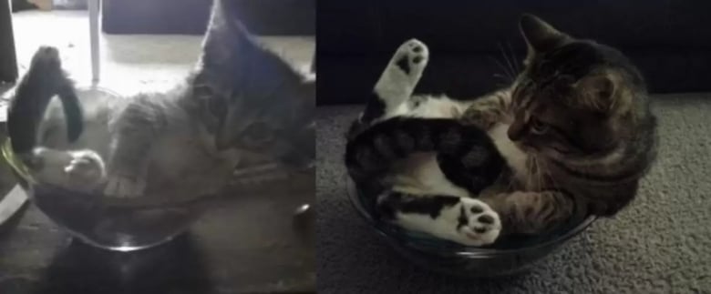 Illustration de l'article : 16 photos dévoilant les évolutions adorables de certains chats