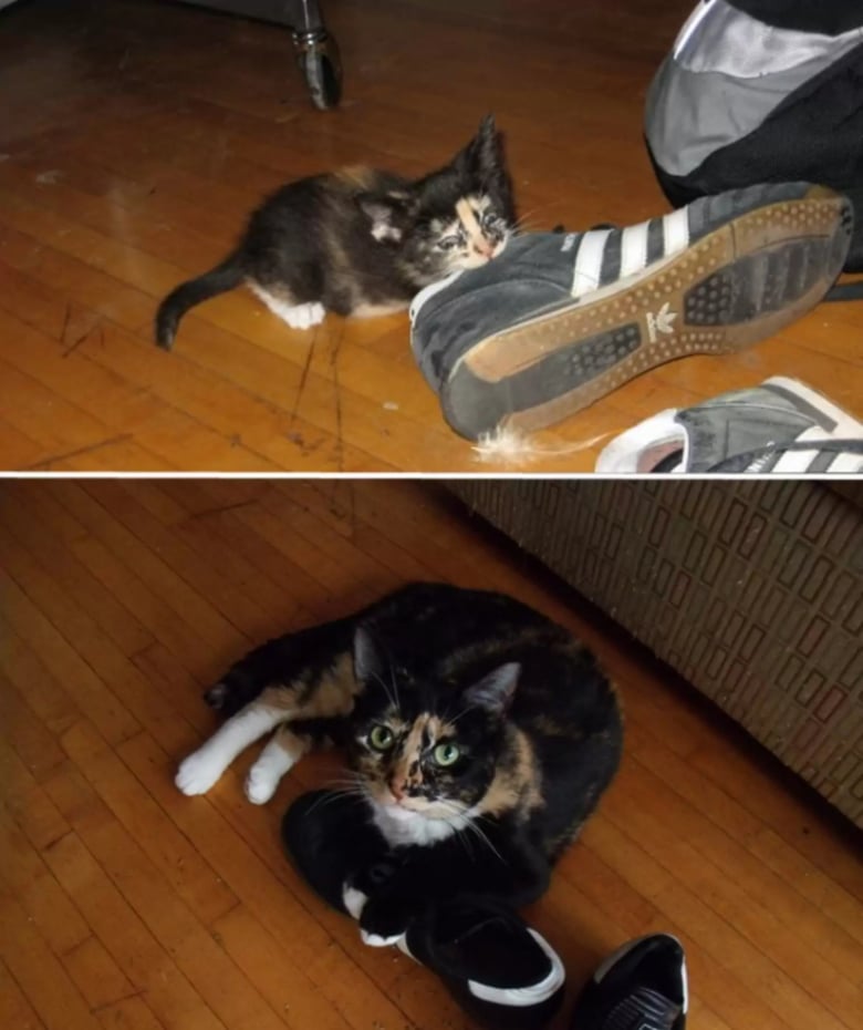 Illustration de l'article : 16 photos dévoilant les évolutions adorables de certains chats