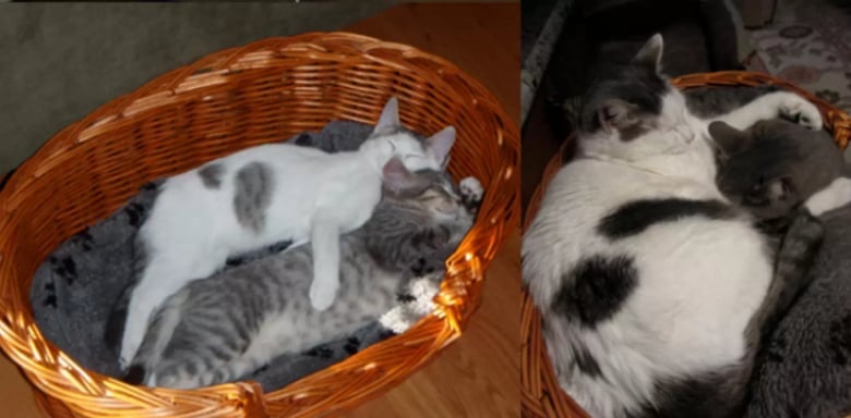 Illustration de l'article : 16 photos dévoilant les évolutions adorables de certains chats