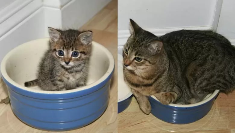 Illustration de l'article : 16 photos dévoilant les évolutions adorables de certains chats