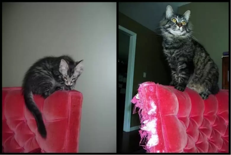 Illustration de l'article : 16 photos dévoilant les évolutions adorables de certains chats