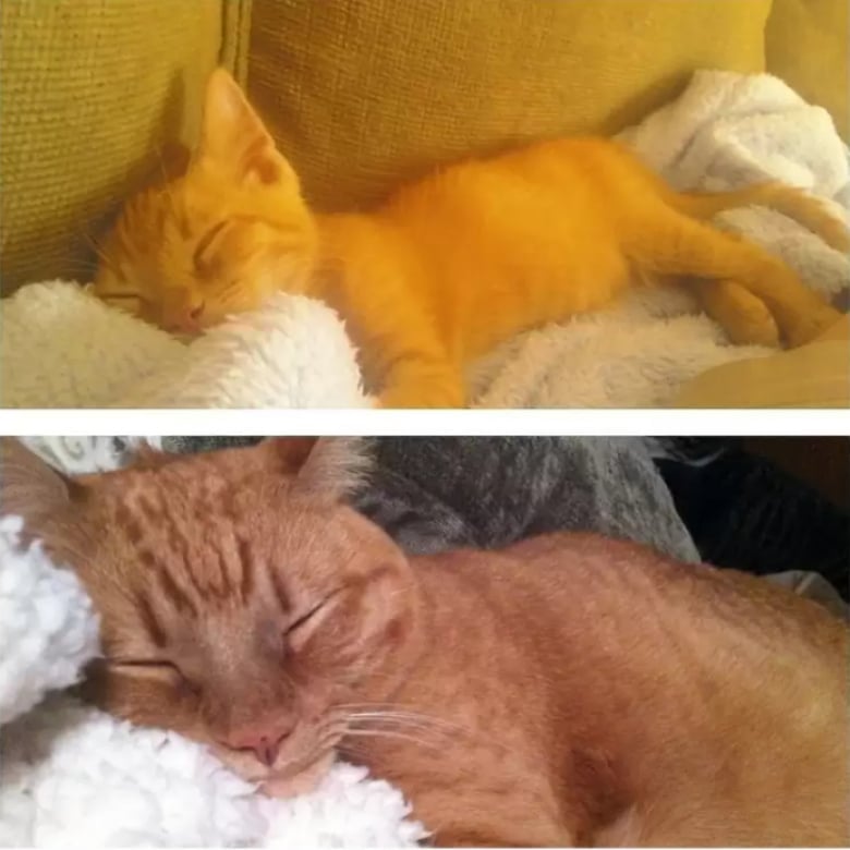 Illustration de l'article : 16 photos dévoilant les évolutions adorables de certains chats