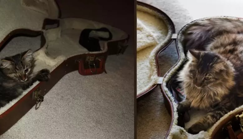 Illustration de l'article : 16 photos dévoilant les évolutions adorables de certains chats