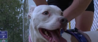 Illustration de l'article : Un propriétaire canin a "mal au coeur" en découvrant un Pitbull abandonné dans un parc et décide de l'intégrer à sa joyeuse meute