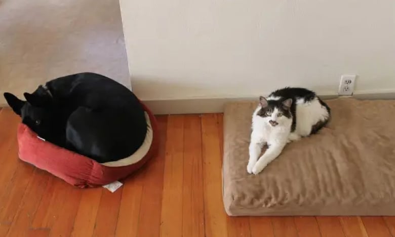 Illustration de l'article : 11 photos de chiens désespérés qui se sont fait voler leur panier
