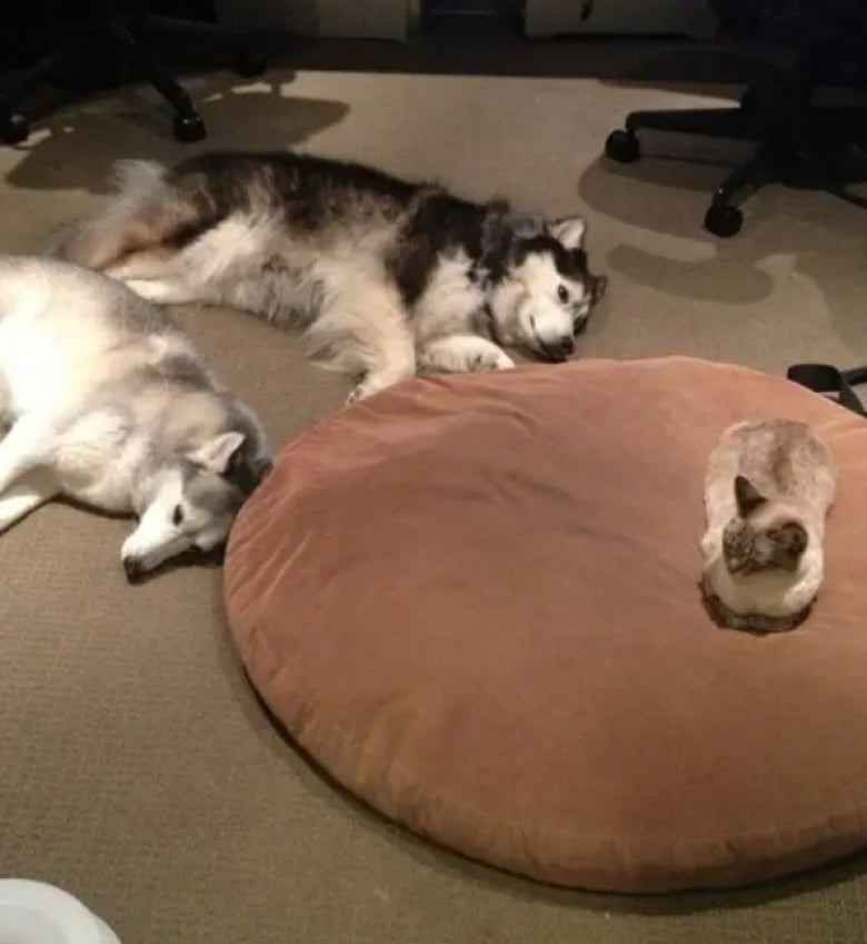 Illustration de l'article : 11 photos de chiens désespérés qui se sont fait voler leur panier